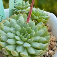 ビンセントカトー,多肉植物,もりもり多肉,多肉ガーデン,succulentの画像
