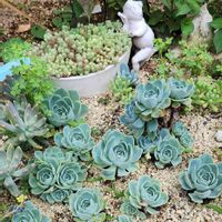 七福神,植物のある暮らし,多肉植物のある暮らし,多肉地植え,カエルの地植え七福神の画像