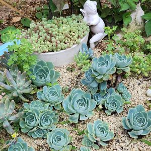 七福神,植物のある暮らし,多肉植物のある暮らし,多肉地植え,カエルの地植え七福神の画像