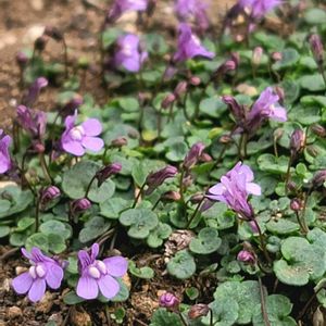 リーフ好き☘.۰•゜,地植え,かわいいな♡,大好きなお花,成長が楽しみの画像