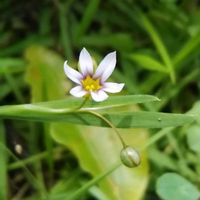 ニワゼキショウ,お出かけ先の画像