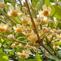 モッコク,樹木,遊歩道,植え込み,木に咲く花の画像