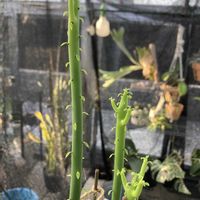 ユーフォルビア オンコクラータ,ユーフォルビア　セドロルム,ユーフォルビアの画像