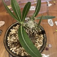 恵比寿大黒,恵比寿大黒,塊根植物,コーデックス,ホームセンター出身の画像