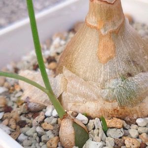 子持ち蘭,多肉植物,珍奇植物,ケープバルブ,my succulentの画像