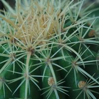 ハオルチア,多肉植物,観葉植物,塊根植物,サボテン科の画像