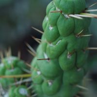 ハオルチア,多肉植物,観葉植物,塊根植物,サボテン科の画像