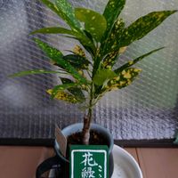 ヘデラ,ポインセチア,トキワシノブ,フィッシュボーン カクタス,クロトン流星の画像