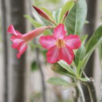 アデニウム,アデニウム 砂漠のバラ,アデニウム オベスム,アデニウム・オベスム,塊根植物の画像