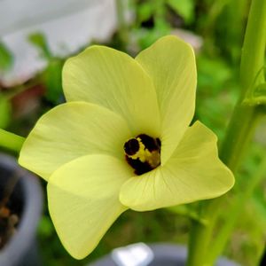 キュウリ,ゴーヤ,丸オクラ,丸オクラ,あばしゴーヤの画像