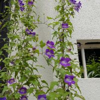鉢植え,ガーデニング,散策,猛暑日,植え込みの画像