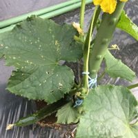 ガーデニング,花のある暮らし,緑のある暮らし,今日のお花,家庭菜園の画像