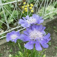 スカビオサ,ガーデニング,お花,庭の宿根草,植物のある暮らしの画像
