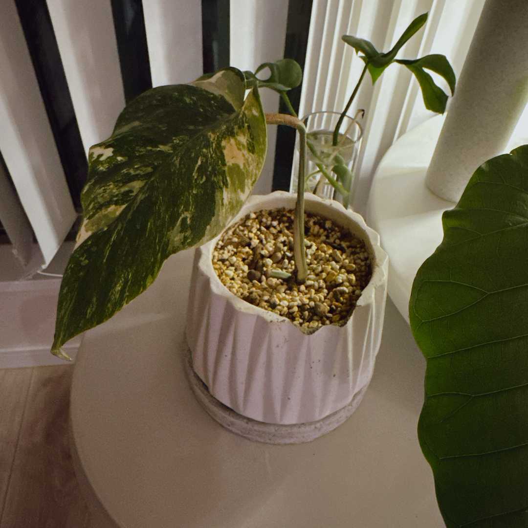 斑入りモンステラ成長記録｜🍀GreenSnap（グリーンスナップ）