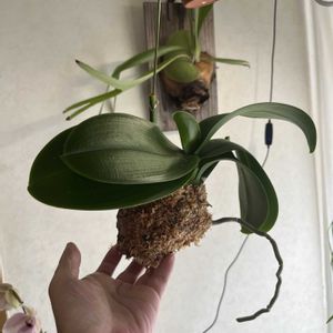 胡蝶蘭,胡蝶蘭,ビカクシダ,熟成胡蝶蘭キングアマビ,熟成胡蝶蘭キングアマビの画像