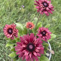 ルドベキア,ガーデニング,夏の花,お花が好きの画像