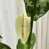 アグラオネマ・マリア,観葉植物,鮮やか ,癒し,グリーンのある暮らしの画像