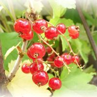 アイスプラント,キュウリ,キュウリ 夏すずみ,レッドカラント,カリンズの画像