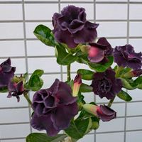 アデニウム,アデニウム　オベサム　ムアンタイワン,多肉植物,塊根植物,ベランダ多肉の画像