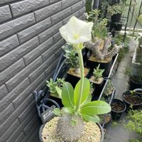 恵比寿笑い,塊根植物,白花,パキポディウム属,ルーフバルコニーの画像
