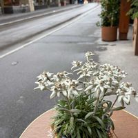 エーデルワイス,おでかけ先,スイス ヴェンゲンの画像