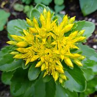 キリンソウ,キリンソウ,キリンソウ,セダム,ミセバヤの画像