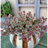 セダム,コーカサスキリンソウ,ベランダガーデン,花のある暮らし,今日のお花の画像