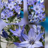 アメリカンブルー,トリテレイア,ニチニチソウ,グリーンアイス,タイタンビカスの画像