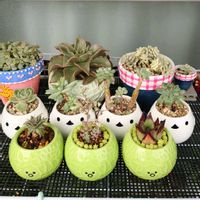 セダム,多肉植物,観葉植物,塊根植物,花の画像