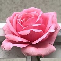 キンギョソウ,ジャスミン,宴（うたげ）,植物のある暮らし,医療従事者の方々へエールをの画像