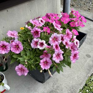 玄関アプローチ,庭の画像
