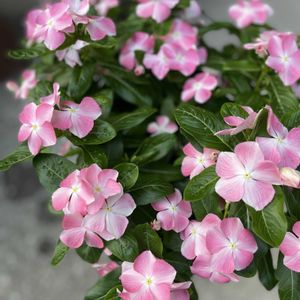 玄関アプローチの画像