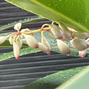 月桃(ゲットウ),玄関アプローチの画像