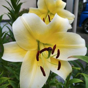花のある暮らし,玄関アプローチの画像
