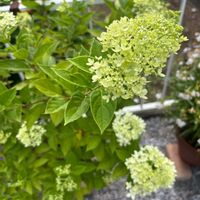 アリウム,リグラリア,リグラリア・ミッドナイトレディ,ノリウツギ,ノリウツギの画像