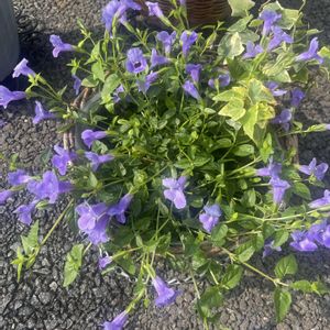 スーパートレニア・カタリーナブルーリバー,スーパートレニア カタリーナ,花のある暮らし,ハンギング,玄関の画像
