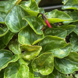 ガーデンシクラメン,庭の花,可愛い花,玄関アプローチ,庭の画像