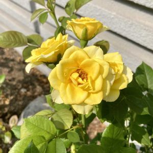 玄関アプローチの画像