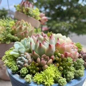 セダム,多肉植物,多肉寄せ植え,初挑戦,今日の１枚の画像