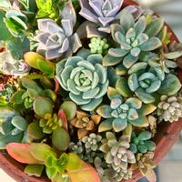 セダム,オノマンネングサ,セダム パリダムの画像