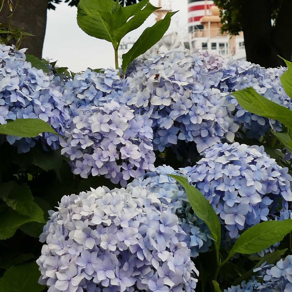 hotaruさんの山下公園への投稿