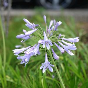アガパンサス,好きな色,かわいい♡,福島県,青い花マニアの画像