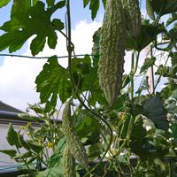 ギボウシ,ギボウシ,ギボウシ,十二の巻,ニューサイランの画像