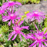 セダム,マツバギク,公園,ピンクの花,今日のお花の画像