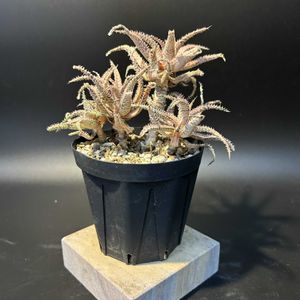 多肉植物,観葉植物,アロエ属,珍奇植物,ビザール・プランツの画像