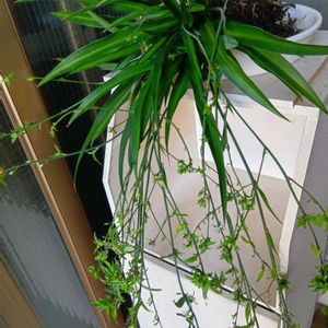 折り鶴らん,玄関アプローチの画像