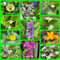 ミソハギ,ナガバオモダカ,アサザ,ウォーターポピー,アゼムシロの画像