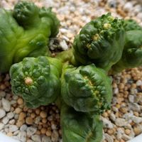 ハオルチア,クーペリー,玉扇,サボテン マミラリア,多肉植物の画像
