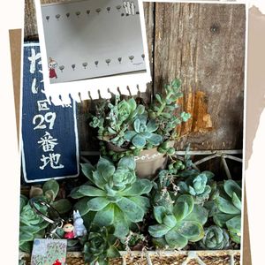 マツバボタン,ヤブミョウガ,B型,GSミニモニ。,バラと夢CLUBの画像