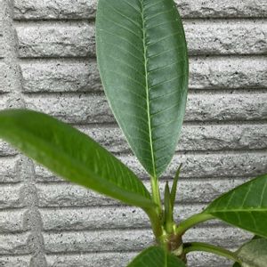 プルメリア,南国植物,玄関アプローチの画像